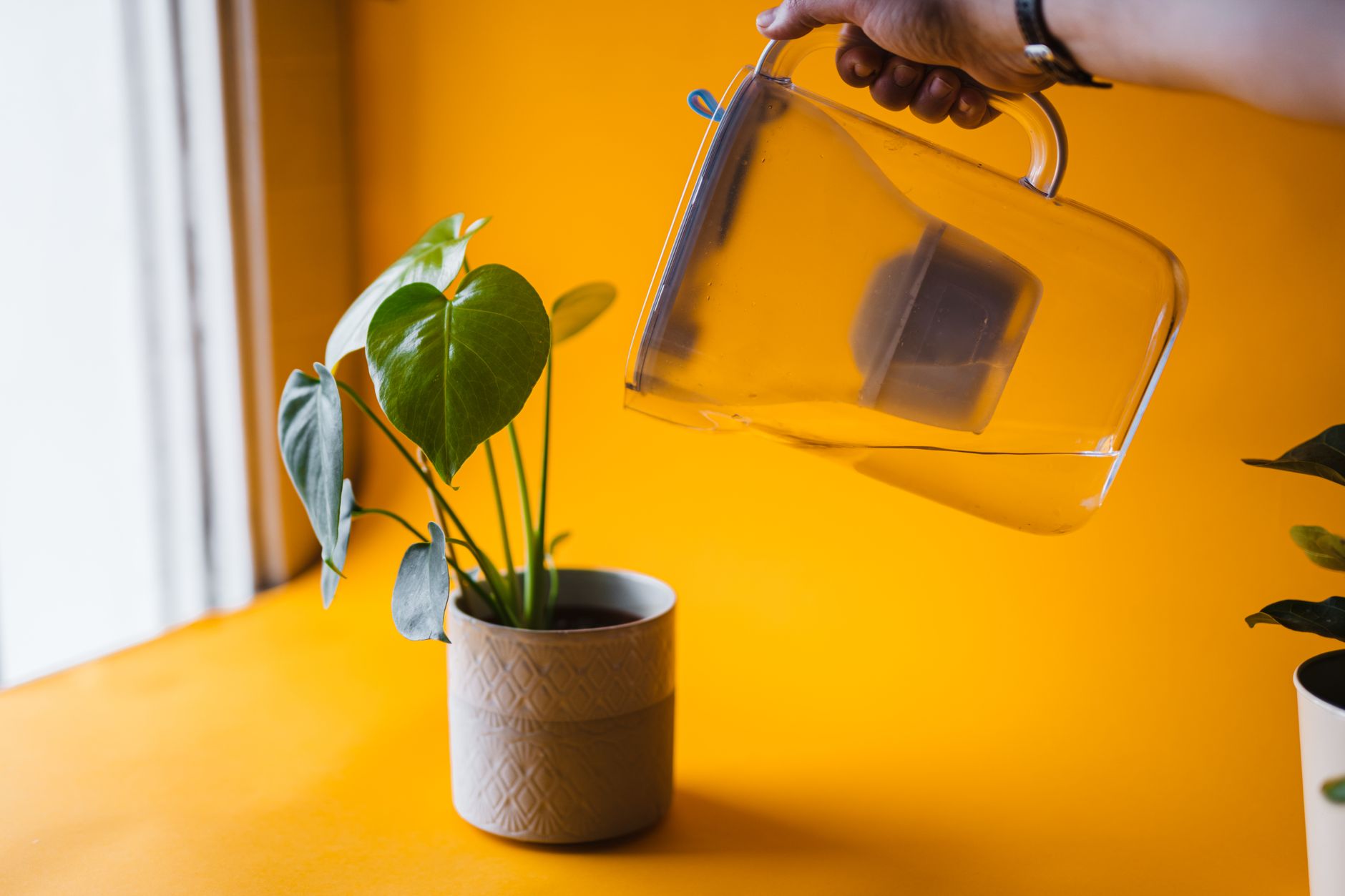 Un filtre à eau pour transformer la santé de votre jardin