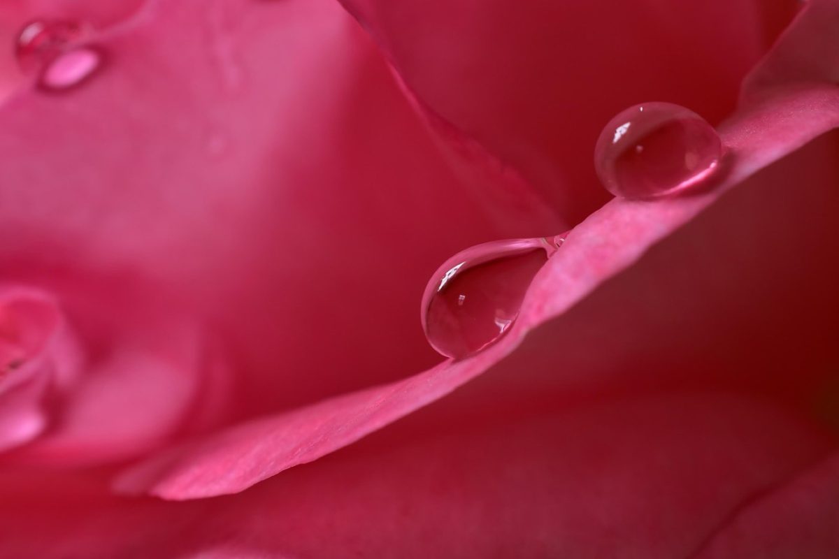 Guide des systèmes d'arrosage goutte à goutte pour jardin