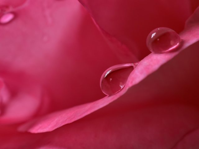 Guide des systèmes d’arrosage goutte à goutte pour jardin