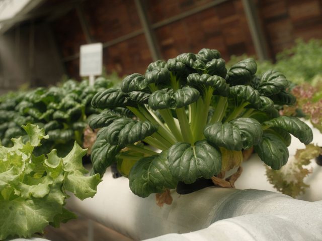 Pas de jardin ? Cultivez vos légumes chez vous grâce à l’hydroponie