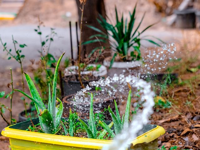 Dès maintenant, boostez votre jardin avec un simple filtre à eau